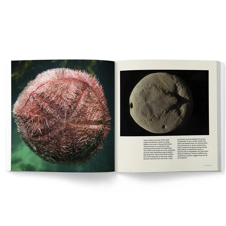 Sea Change – Return To The Wild (My Octopus Teacher)