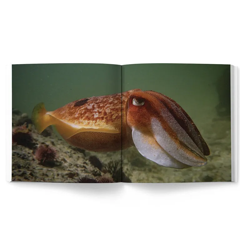 Sea Change – Return To The Wild (My Octopus Teacher)