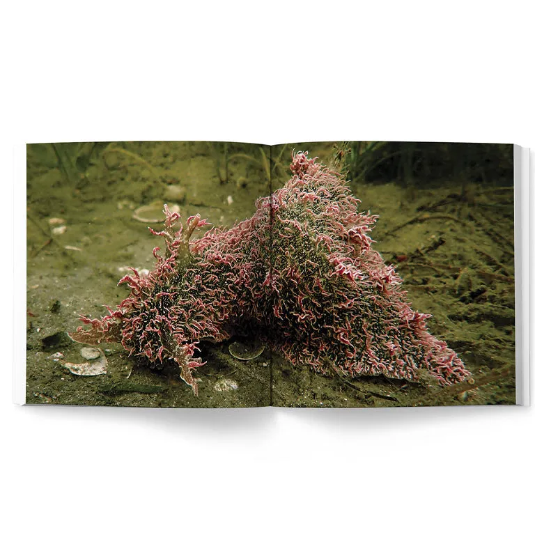 Sea Change – Return To The Wild (My Octopus Teacher)