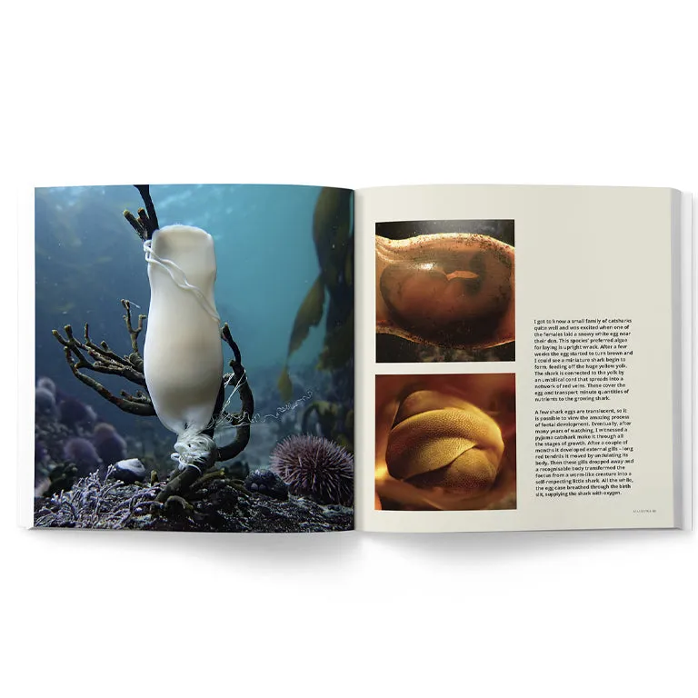 Sea Change – Return To The Wild (My Octopus Teacher)